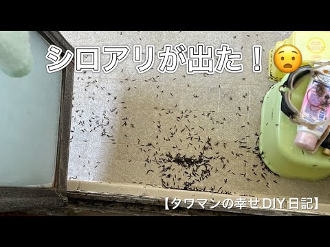 『シロアリが出た！』タワマンの幸せDIY日記