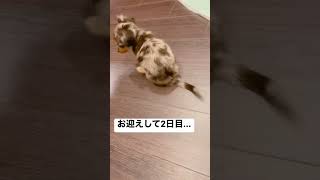 不思議な歩き方だなって思ったら... #子犬