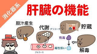 肝臓の機能（代謝、解毒、貯蔵、胆汁産生）