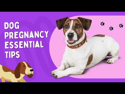 Essential Tips Every Dog Owner Needs to Know About Dog Pregnancy