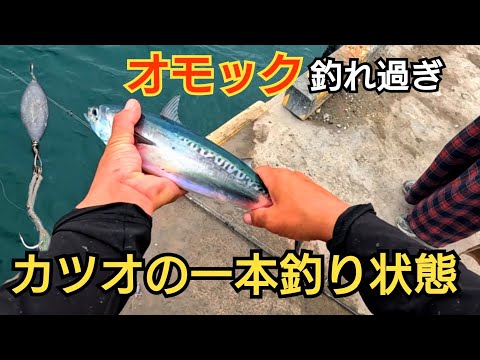 一面ソウダガツオの状況でオモックを落としたら【カツオの一本釣り】状態に!!短時間でクーラー満タン