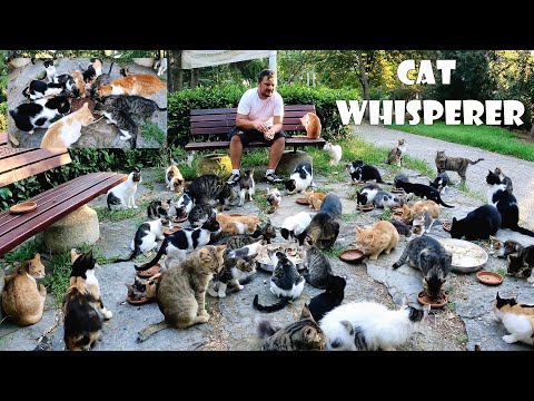 The man who devoted his life to stray cats found true friendship and pure love in them.