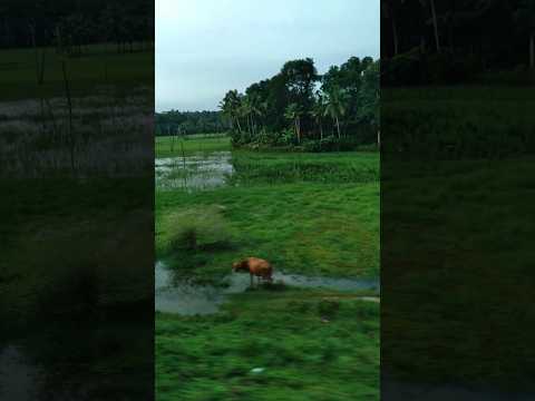 Green Kerala from Train | Greenery of Kerala - Harabhara Kerala