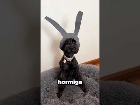 ¡Los gastos hormiga arruinan tu salud canina!