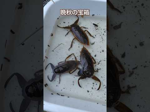 宝箱？宝石箱？