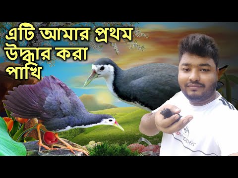 এটি আমার প্রথম উদ্ধার করা পাখি | ডাহুক পাখি | This is my first rescued bird | Mahid Mini Zoo