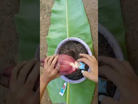 Amazing Best Method Grafting jackfruit With flower banana & Colgate Best Roots Harmon  fast growing