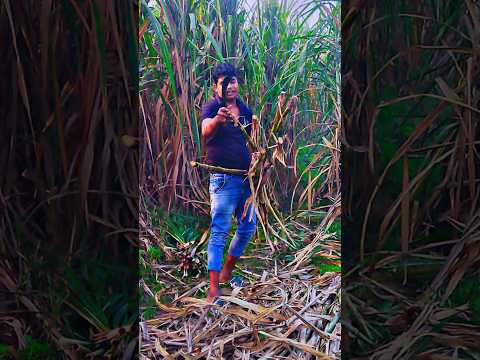 हमारे choला ना कर दिया कमल #farmarlife #funnypictures #ytshorts #youtubeshorts #viralvideo