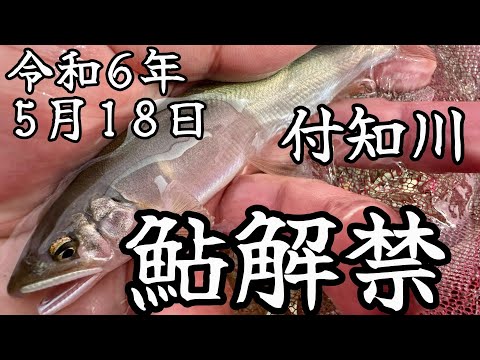 付知川で鮎！解禁釣行！【2024.05.18】