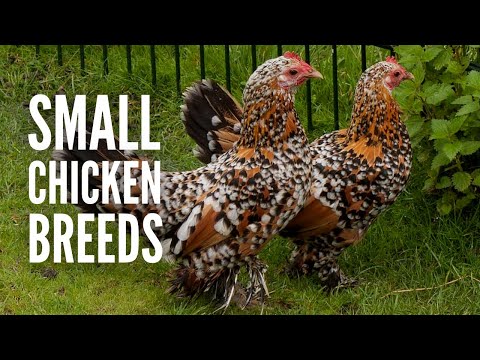 15 Small Chicken Breeds and How to Recognize Them