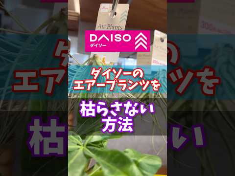 なぜか、ダイソーのエアープランツが枯れてしまう方へ #観葉植物 #ダイソー  #daiso #エアープランツ #チランジア