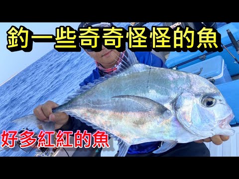 今天漁獲賺錢了 好多高級魚的一天 魚體都不小喔 雖然我都釣到一些奇奇怪怪的魚