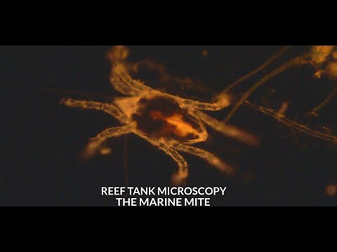 Reef Tank Microscopy - Marine Mite