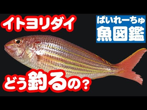 【魚図鑑　イトヨリダイ】釣り方は？マダイと一緒に沖釣りで！料理するなら皮が美味？