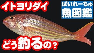 【魚図鑑　イトヨリダイ】釣り方は？マダイと一緒に沖釣りで！料理するなら皮が美味？