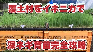 【深ネギ育苗】覆土材をイネニカで天候不順でも生育良好。しっかり育ちます