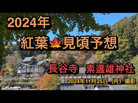 【奈良・長谷寺・素盞雄神社紅葉見頃は？】2024年11月25日撮影　動画の最後に見頃予想を上げています🍁　#なら#長谷寺#神社#こうよう