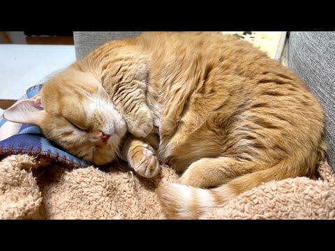 【ASMR】愛猫の爆音いびきが可愛すぎる！