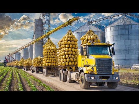 SUGAR Making Process from Sugar beet in Factory - Sugar beet Harvesting and Processing 2024