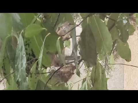 fledging humming nestlings in the rain