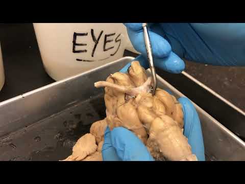 Ventral View of Sheep Brain (Anatomy & Physiology I – BIO)