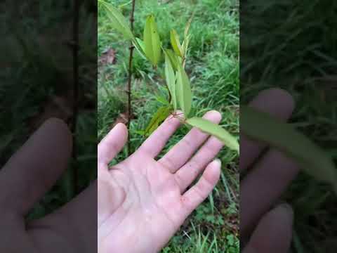 院子里种了香椿，花椒和香蕉树，自力更生，长得还不错