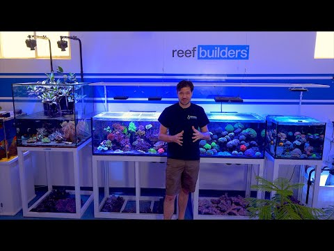 The Wall Of Reef Tanks - 4 unique aquarium displays