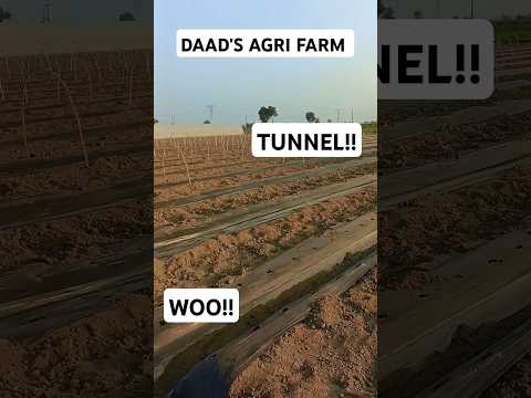 A Short Tour To "DAAD'S AGRI FARM" || #farming #villagefield#cucumberfarming #ruralfarm#farmvillage