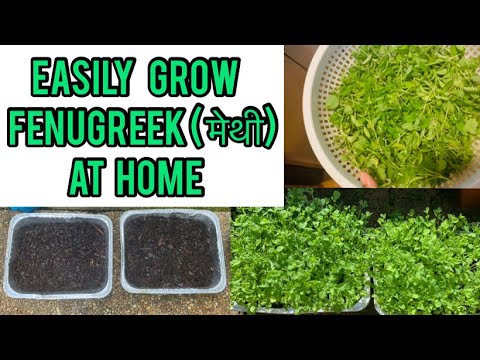 Easily Grow Fenugreek मेथी At Home | Easiest Organic Methi at Home