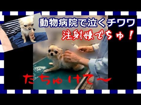 動物病院で泣くチワワ🐶💧注射は嫌でちゅ！💉狂犬病予防接種🏥～Chihuahua hates vaccinations and cries out🐶💉