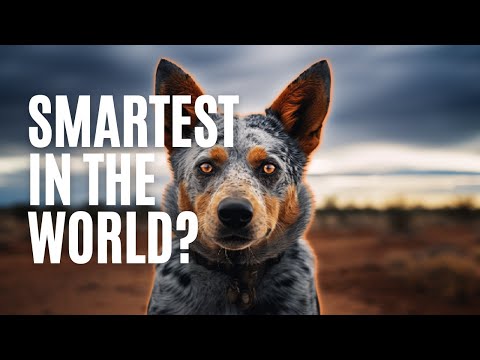 The truth about the Australian Cattle Dog