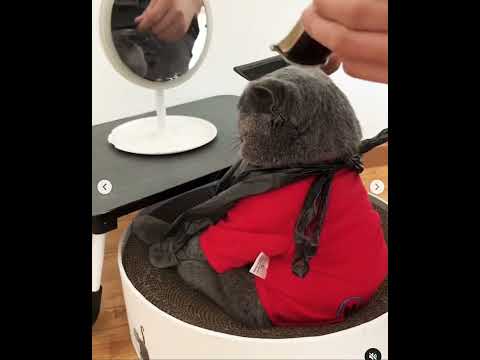 Purr-fect Visit to the Groomer  #cat  #cutecat  #funny