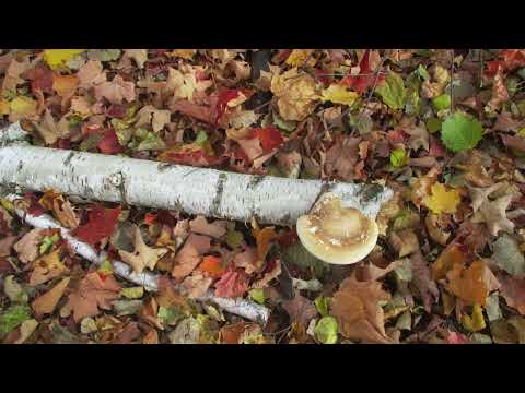 Hiking a New Trail