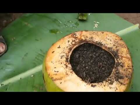 Jackfruit  100 % grow cutting in Coconut using Aloe Vera ||Jack fruit|| Aloe Vera || Grafting skills