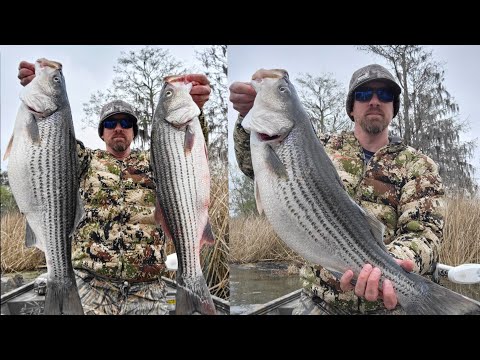 Striper Fishing Santee Cooper 2023 | Packs Landing |  #fishing #stripedbassfishing