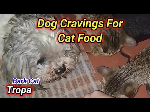 "Feline Feast::My Dog Loves Cat Foo"