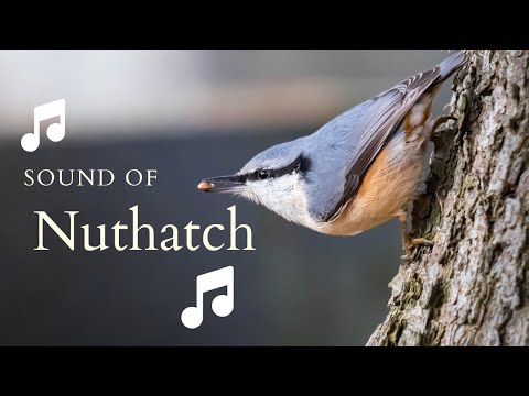 👉 S10 Eurasian Nuthatch ( Sitta europaea ) | Țiclean