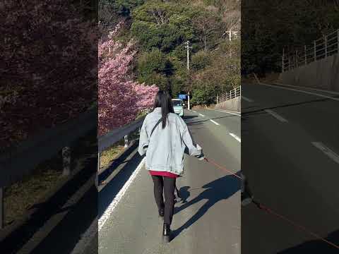 桜🌸ドライブ