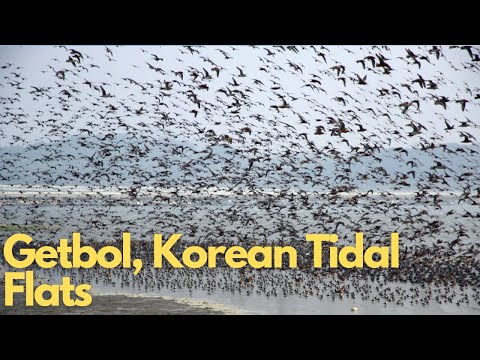 Discovering Getbol: The Hidden Treasures of Korean Tidal Flats