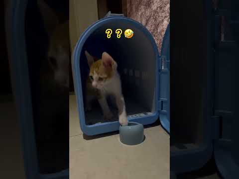 🤣🤣#video #viral #cat #animals #shorts #cute#pets