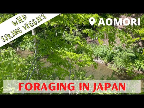 Foraging in Japan - Wild Spring Vegetables in Hirosaki, Aomori