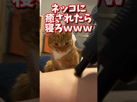 ネッコの動画で癒されたら寝ろｗｗｗ　#2ch #2ch動物スレ #2ch面白いスレ #動物 #犬 #猫 #癒やし #ねこ