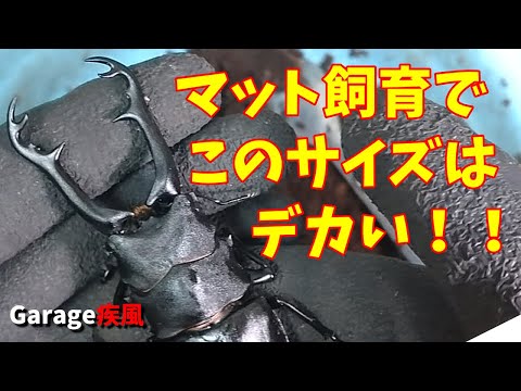 ギラファノコギリクワガタ　亜種ボロブドゥール　マット飼育で、このサイズはデカい！　#クワガタ