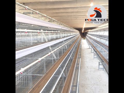 Chicken Layer Cages With A Type Cage System For Small Scale Poultry Chicken Farm With High Quality.