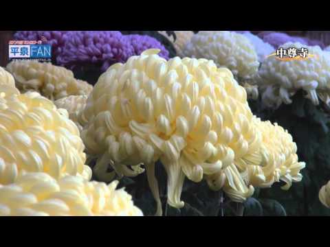 【繁體中文】2015中尊寺「菊花節」