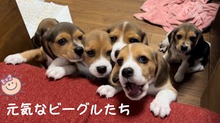 [ビーグル]やんちゃな子犬たち(ルビー)