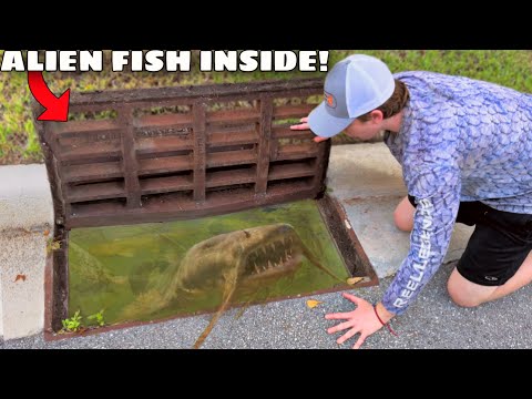 I Found a Mysterious Sewer INFESTED with Alien Fish!