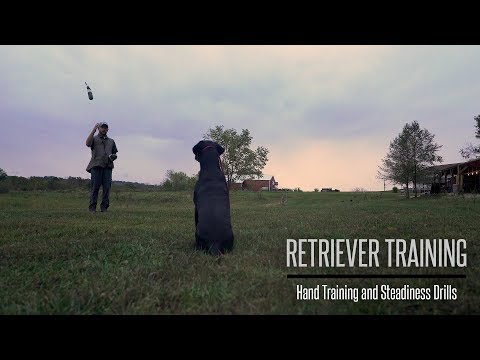 Formal Hand Training and Steadiness With Your Gundog - Hunting Dog Training