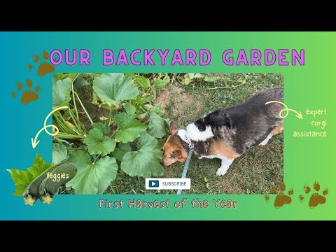 Harvesting Veggies with a Corgi Twist