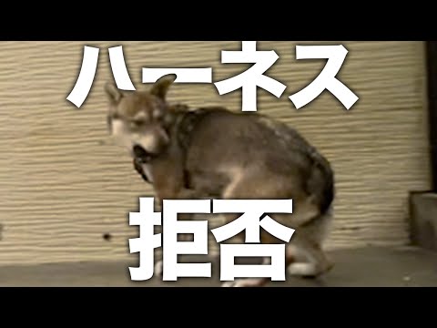 【過呼吸】保護から2週間！初めてのお散歩訓練で...